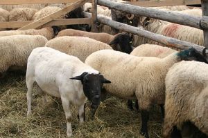 Ovinele şi caprinele, testate pentru scrapie şi monitorizate pentru pesta micilor rumegătoare