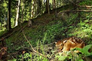 Spectaculoase fotografii cu animale din Bucovina, expuse la Bruxelles
