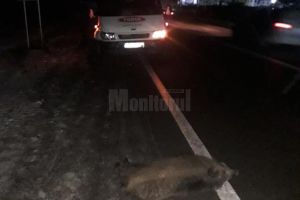 O autoutilitară a intrat într-un mistreţ, pe E 85