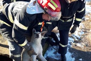 Caţea salvată de pompieri dintr-un canal cu apă, la Timişoara