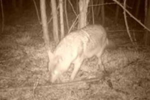 NIMENI NU a crezut că EXISTĂ! Apariţie incredibilă într-o PĂDURE din România. Totul a fost surprins de CAMERE - VIDEO