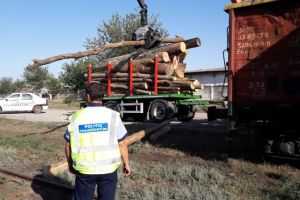 Ialomiţa: Combaterea delictelor silvice