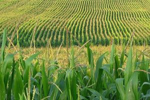 O firmă din Alba pe locul trei în Top 10 cei mai mari cultivatori de porumb din România