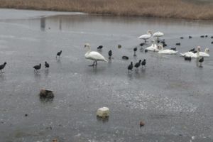Numărătoare de iarnă: 12.852 de păsări pe lacurile de acumulare din Argeş