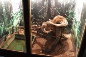 În Bacău s-a deschis cea mai mare expoziţie de reptile exotice