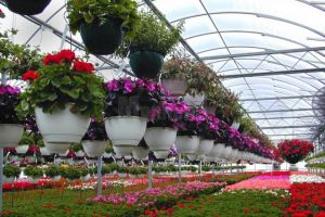 Licitaţie de 2 milioane de lei, cu un singur ofertant, pentru sera floricolă a Sucevei