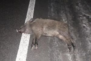O autoutilitară a lovit în plin un mistreţ, pe E 85, la Pătrăuţi
