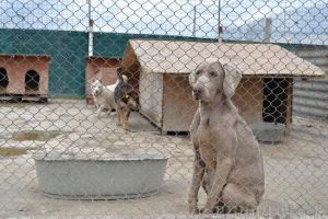 ADP Oradea angajează muncitori pentru ZOO şi Adăpostul Grivei