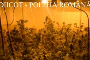 Perchezitii ale procurorilor DIICOT la Constanta. Ce au gasit anchetatorii intr-un apartament din cartierul Tomis III (document) 