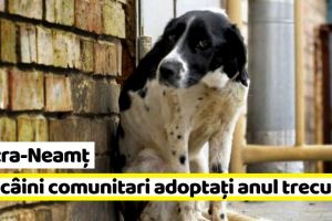 Piatra-Neamţ: 579 câini comunitari adoptaţi şi 536 de sterilizări efectuate în 2018