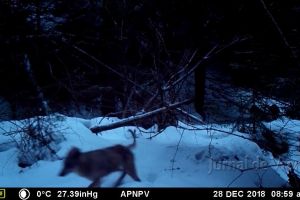 VIDEO : Imagini UNICE cu o haită de lupi din Parcul Natural Putna