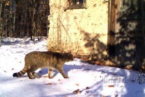 VIDEO: O pisică sălbatică vrea să intre într-o casă părăsită