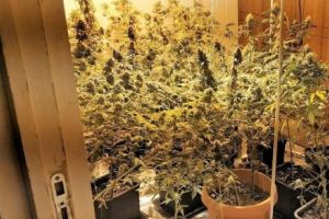 Cultură de CANNABIS, descoperită în CENTRUL CONSTANȚEI. “Proprietarul”, ARESTAT