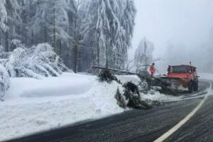 Copac prabusit sub greutatea zapezii in Pasul Gutai