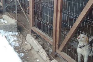 Problema câinilor fără stăpân din Sighişoara, gestionată de o asociaţie