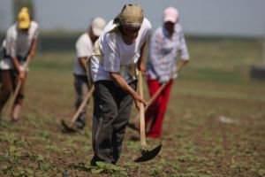 Beneficiarii de ajutor social vor putea munci ca zilieri