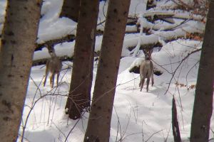 Iarnă grea în Munţii Rodnei şi pentru animalele sălbatice (FOTO)
