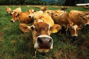 Chiar dacă îi dai VACII CACAO, NU MULGI CIOCOLATĂ. Nu te aşeza la masa CANIBALILOR, te poţi vedea în castron! Cele mai tari AFORISME