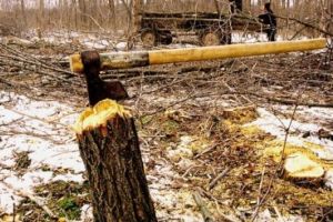 Bărbat de 60 de ani, din comuna Poşaga,  cercetat penal pentru tăiere ilegală şi furt de arbori
