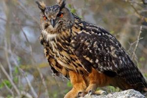 Locatar nou, din Olanda, la Zoo Târgu-Mureş