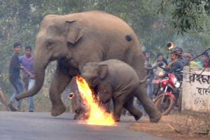 O femelă elefant şi puiul ei, goniţi cu petarde de pe un teren agricol din India