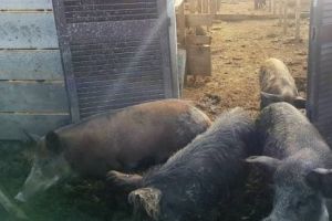 Au împuşcat zece mistreţi şi i-au mâncat. Unul avea trichineloză, dar nu se ştie care dintre ei