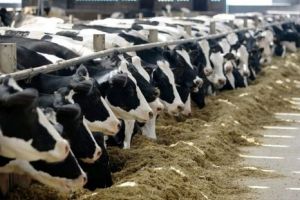 Controale ANSVSA la fermele de animale