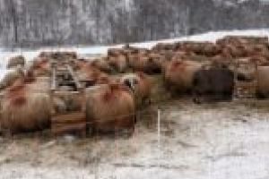 Ţerovenii îşi aleg azi reprezentantul sătesc în Consiliul Local Reşiţa