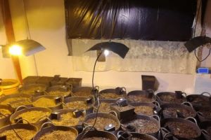 Cultură de canabis descoperită la locuinţa unui urmărit internaţional din Mureş!