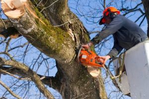 Începe toaletarea arborilor în municipiul Satu Mare. Închideri parţiale de circulaţie