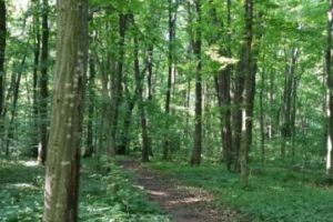
Cea mai sănătoasă legumă din lume şi beneficiile ei. Românii au au la îndemână, dar nu o prea folosesc

