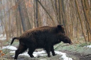 NOU FOCAR de PESTĂ PORCINĂ AFRICANĂ în judeţul CONSTANȚA