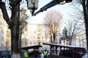 Toaletări de arbori în mai multe zone din Târgu-Mureş