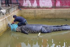 O femeie din Indonezia, ucisă de un crocodil imens care era ţinut ilegal ca animal de companie