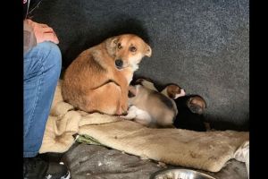 FOTO Căţeluşă cu şapte pui, salvată de la îngheţ de un om al străzii