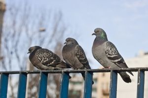 Găinaţul porumbeilor, responsabil de moartea a două persoane din Glasgow
