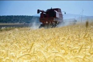 Rusia. Măsuri dure în ceea ce priveşte controalele asupra exporturilor de cereale