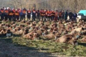 Amănunte NEȘTIUTE despre vânătoarea de la Balc. Ce s-a descoperit lângă domeniul lui Ion Țiriac unde a avut loc vânătoarea