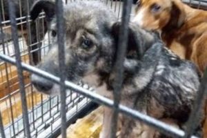 BREAKING NEWS Criminalul câinilor de la Prejmer a fost prins! VIDEO