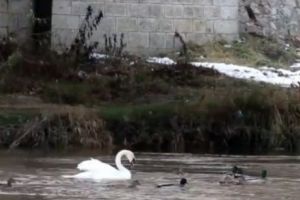 VIDEO. Imagini neobişnuite surprinse pe râul Timiş