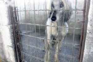 A fost REȚINUT administratorul din „ADĂPOSTUL GROAZEI