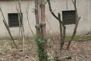 Hoţii de cetină atacă în noapte. Taie din brazii de pe domeniul public, Poliţia Locală doarme