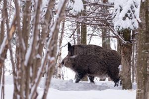 Alertă: Pestă porcină africană confirmată la Botoşani, la circa 50 de km de graniţa cu ...