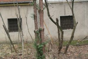 O nouă infracţiune face ravagii noapte de noapte în Timişoara