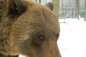 “Săptămâna Urşilor” la Zoo Târgu-Mureş