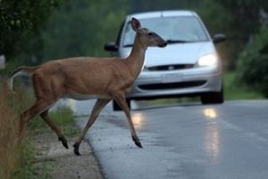 Căprioară lovită mortal de o maşină pe Calea Dumbrăvii aproape de Zoo