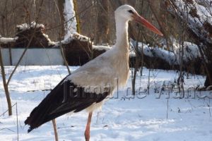 Strângere de fonduri pentru ca berzele de la Petreşti să treacă bine peste iarnă
