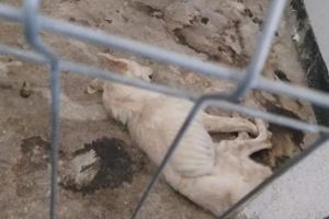 Bărbatul care a ucis zeci de câini, la Prejmer, a fost eliberat din arestul Poliţiei