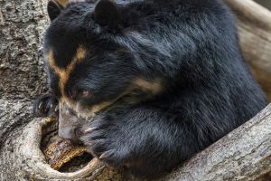 Doi URŞI, filmaţi la Sinaia, în timp ce mâncau MIERE