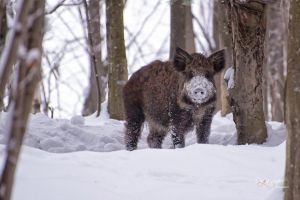 Pestă porcină africană confirmată la Botoşani, la circa 50 de km de graniţa cu Suceava